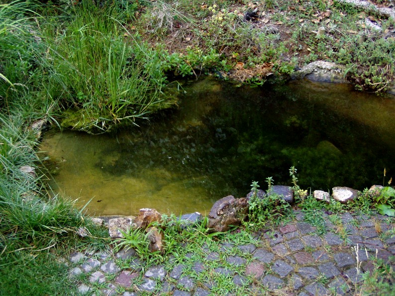 Il Laghetto del Centro di Entomologia - Piombino (LI)